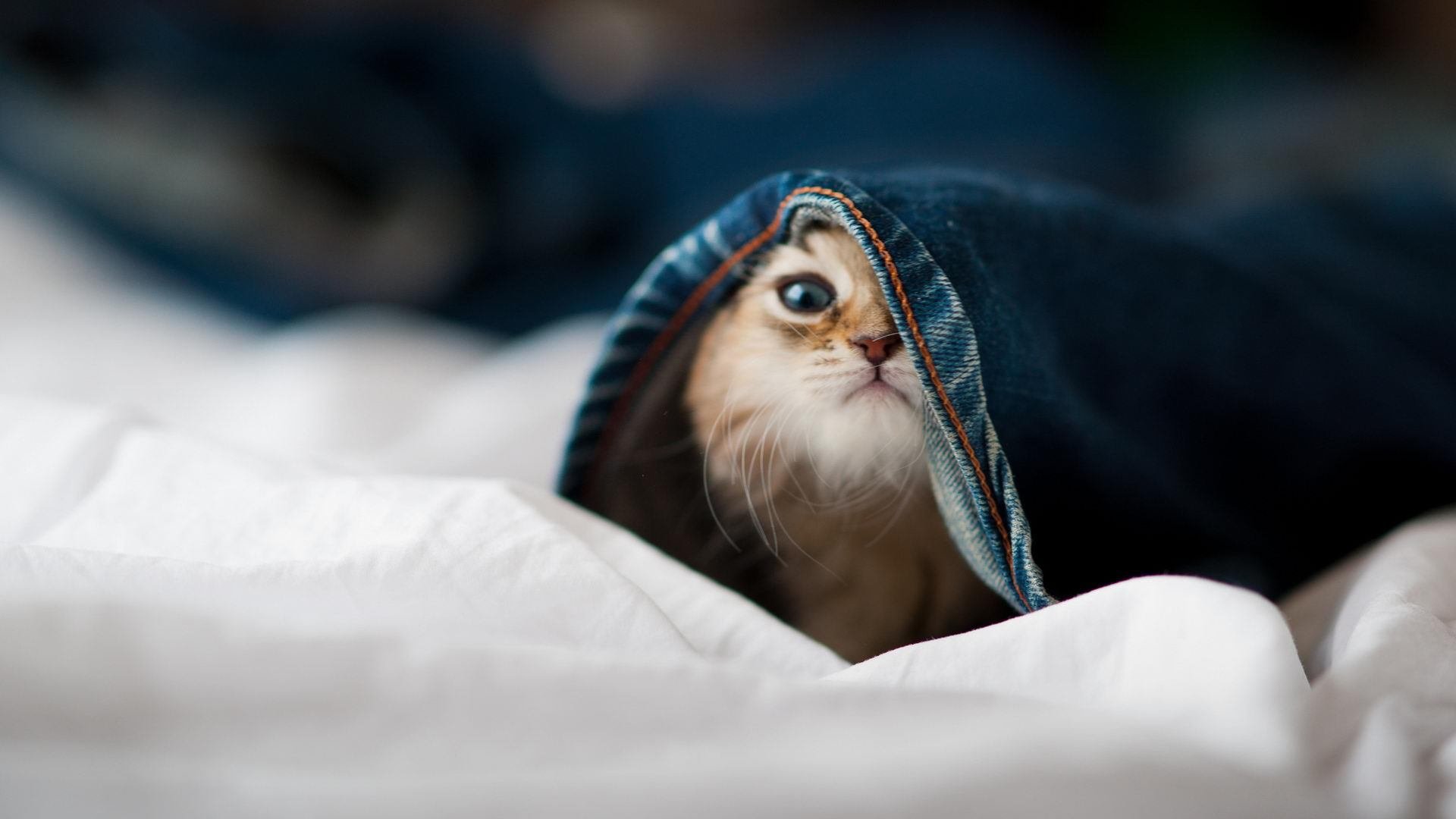 铁幕VS探戈，贝林厄姆的钥匙如何解开阿根廷之锁