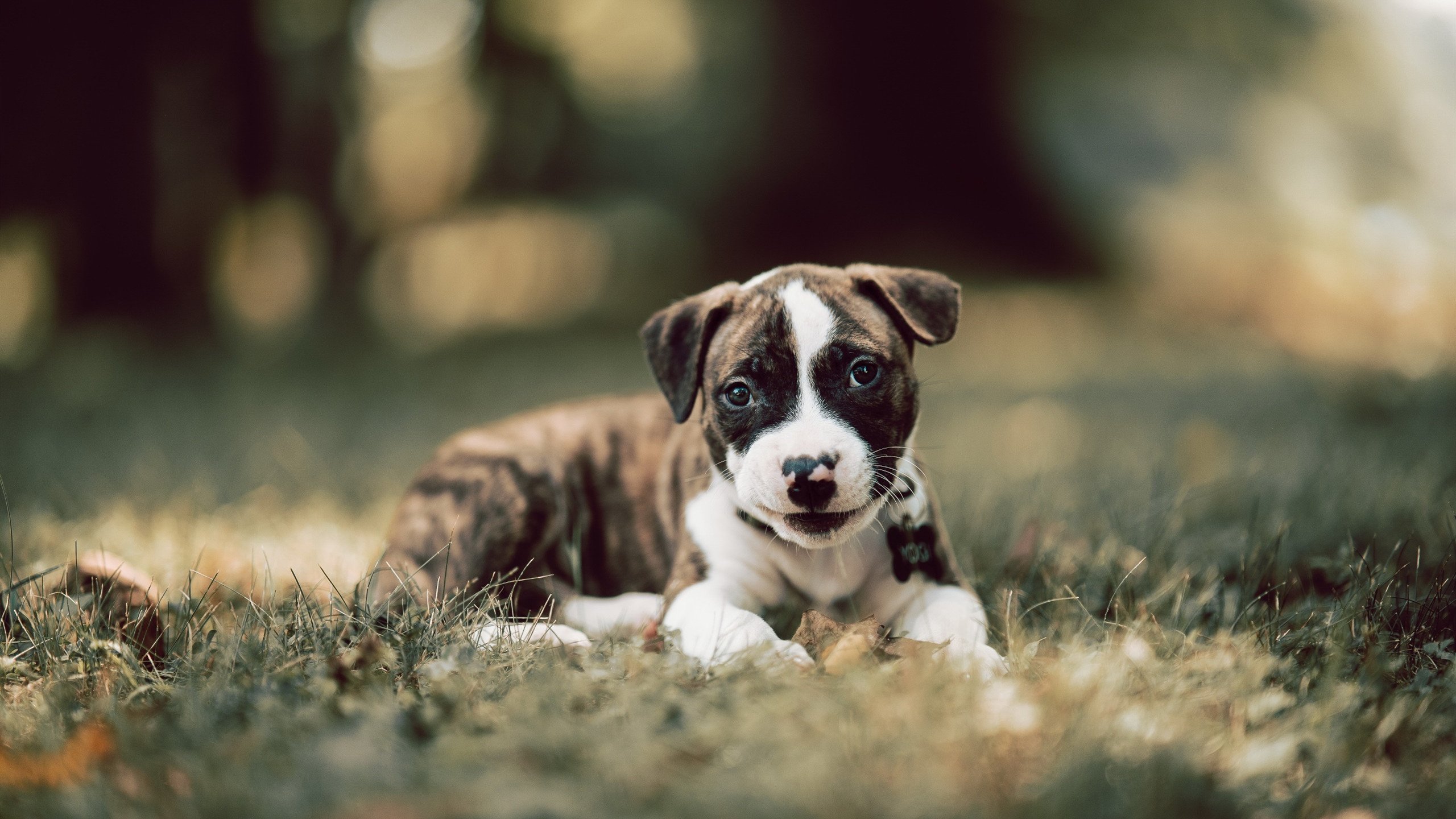 金年会官方网站-封神之夜！利拉德轰下惊世绝杀，对手完全无解