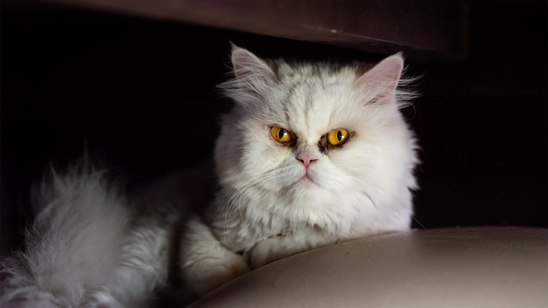 金年会娱乐-黄喜灿绝杀闪耀，葡萄牙逆境展现实力，洪都拉斯憾别世界杯