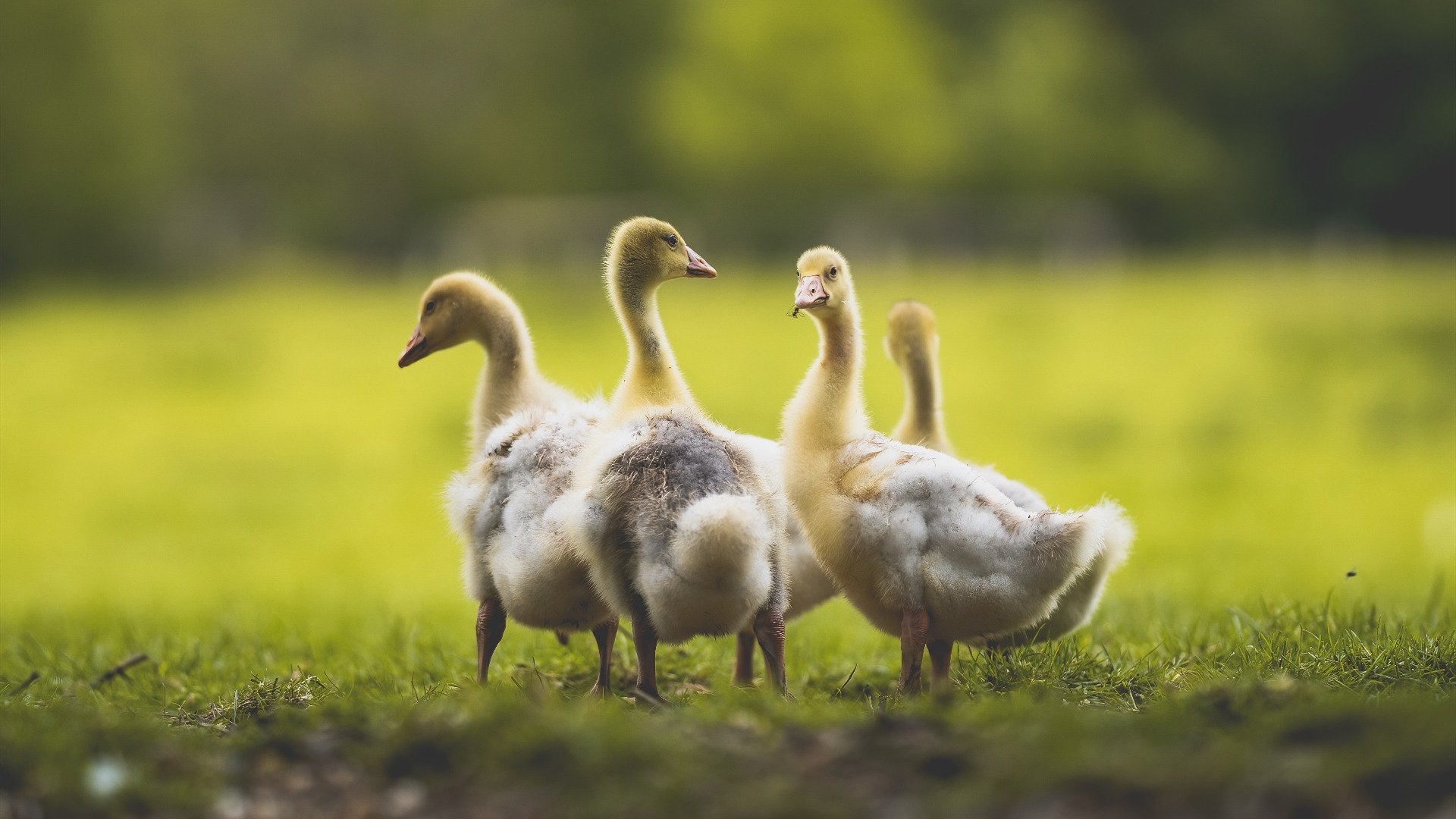 烽火连天，英超争冠白热化与亚平宁雄鹰的东欧制霸