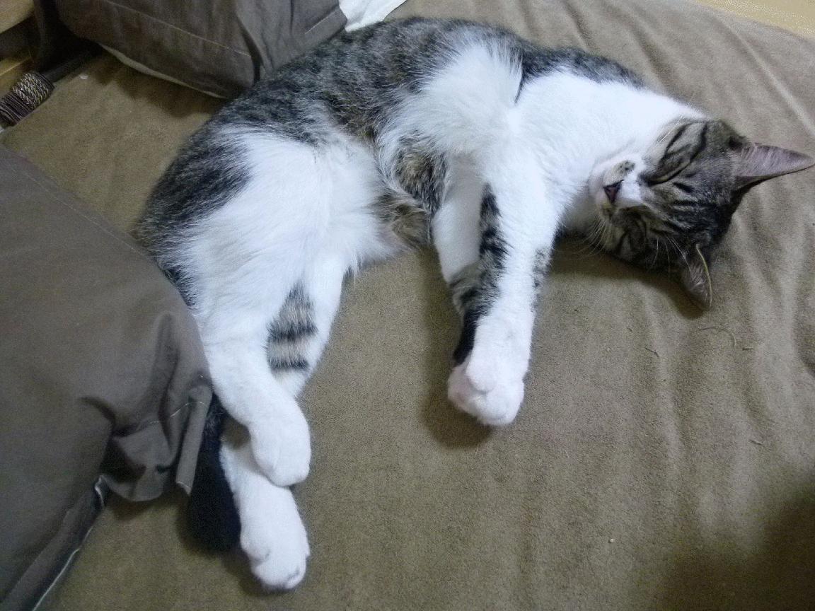 金年会电子-欧冠淘汰赛焦点战，北京队提前终结悬念，力克广东队