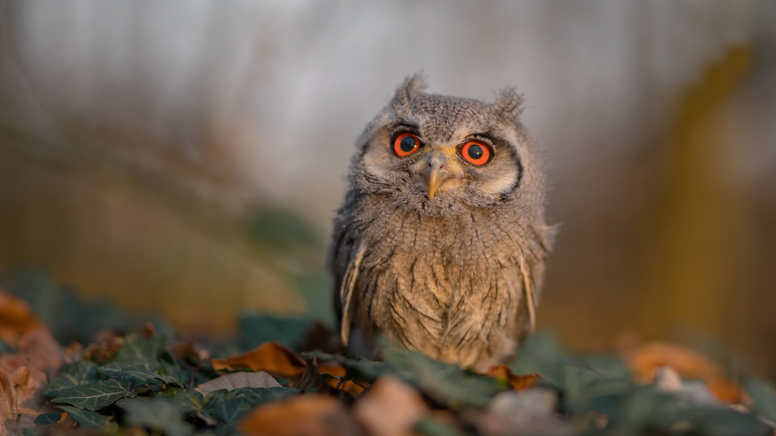 金年会全站-奥运周期焦点战，多特蒙德压哨绝杀苏格兰，关键胜利提振奥运征程