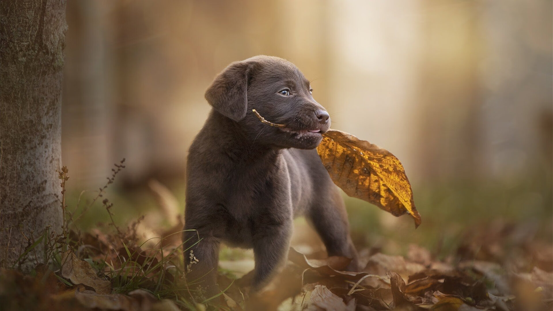 金年会APP-库尔图瓦爆发，喀麦隆提前终结悬念，日本悲壮出局