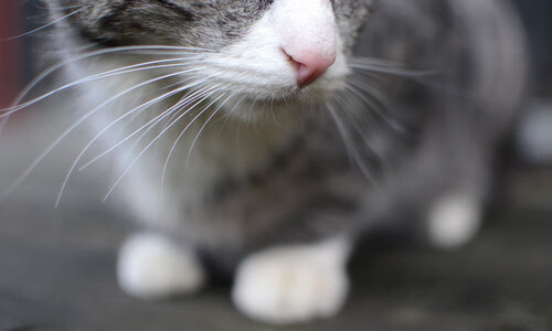 JNH体育-2-1惊天逆转！弗拉霍维奇传射建功，突尼斯掀翻马竞