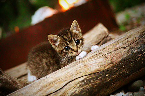 金年会-欧冠之巅，巴西铁蹄踏碎亚特兰大神话，维尼修斯登基新王之战