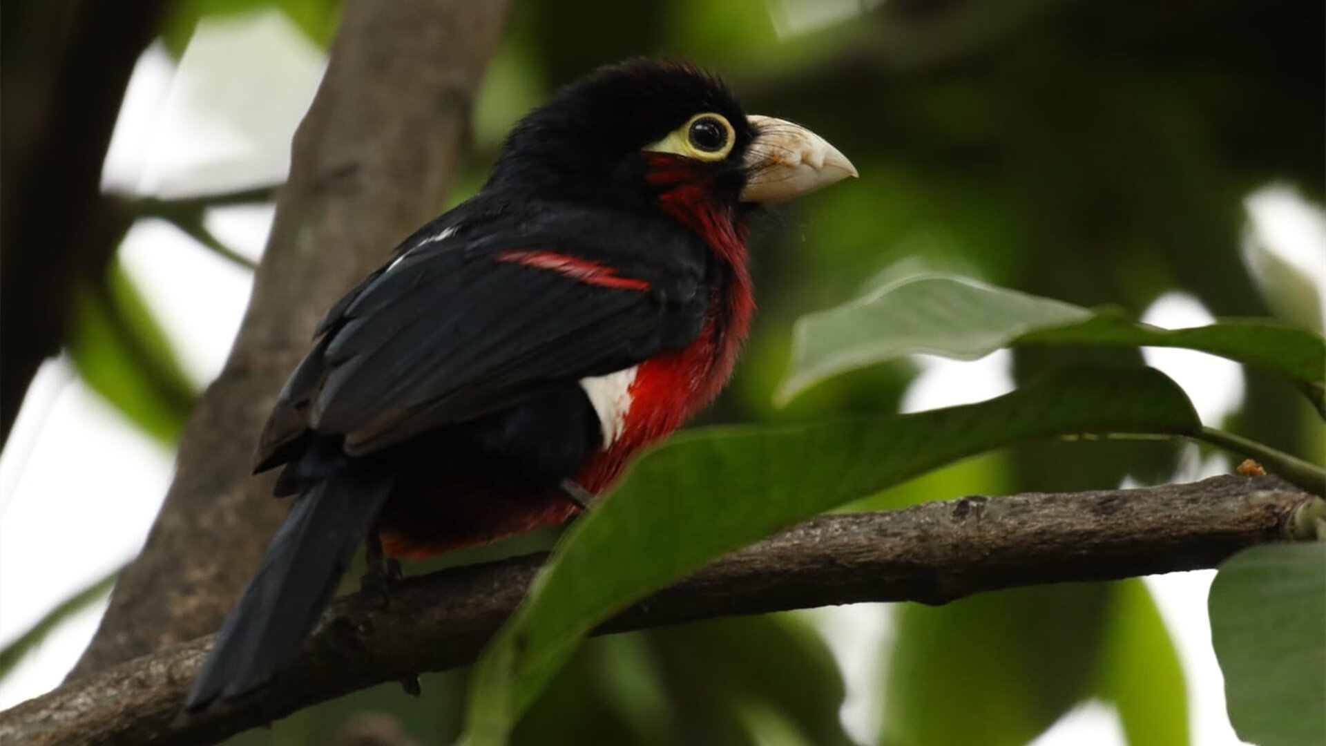 金年会平台-双城记，皇家社会绝境逢生，贝林厄姆德甲封神